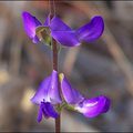 Africa in pictures: Colour purple