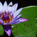 Whilst on Tanzania's Mafia Island, Leejiah Dorward came across a bee visiting one of the striking flowering lily pads