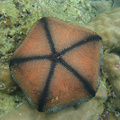 [藍珊瑚]東沙2011.05.12~26