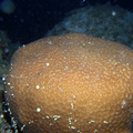 [藍珊瑚]東沙2011.05.12~26