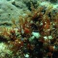 綠島海藻