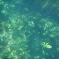 [藍珊瑚]水世界