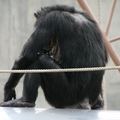 旭山動物園-害羞的猩猩