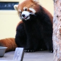 旭山動物園-超卡哇依的浣熊