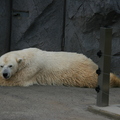旭山動物園-北極熊