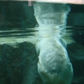 旭山動物園-北極熊肥肥的身體泡在水裡超卡哇依