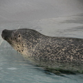 旭山動物園-海豹