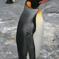 旭山動物園-國王企鵝
