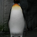 旭山動物園-國王企鵝