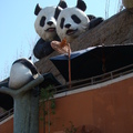 熊貓館