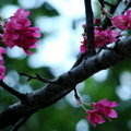 長春園的櫻花
