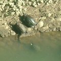 看，水裡還有一隻小烏龜正探出頭來...