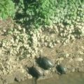 最多看過六隻烏龜河裡逍遙遊