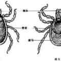 硬蜱圖譜(萊姆症Lyme disease病媒)