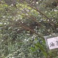 油茶樹
