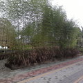 台北花搏的竹蘆