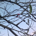 梅子樹透露春天已近了！