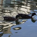 　歐洲可說是禽鳥天堂，幾乎所有水域都可以見到悠遊自在的水鳥，這次放上的是2009.8.5～8.18大英國協（英倫三島）之旅的水鳥特輯。