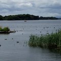 　愛爾蘭國家公園，基拉尼湖水鴨