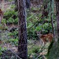　溫哥華對岸維多利亞島渡假村林間野鹿