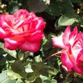 　溫哥華對岸維多利亞島布查花園種植之玫瑰花