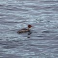 　可槳娜（Kelowna）奧克那根湖中水鳥