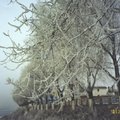 　吉林豐滿發電廠附近松花江畔，水汽凝固在樹枝上形成美麗的霧淞