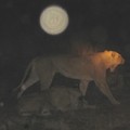 Lion in the dark