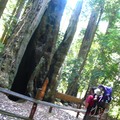 Portola Redwoods Park - 3