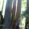 Portola Redwoods Park - 1