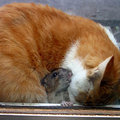 貓與鼠取暖