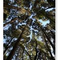 台灣富士山_加里山 - 陽光下的柳杉林