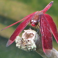 【最美的春日時光】－紅蜻蜓，你被纏住了嗎？