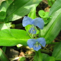 【最美的春日時光】－春天的小水藍花