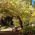 遊 Descanso Gardens