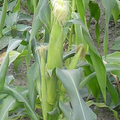 玉米-1