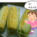 玉米-4