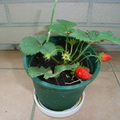 陽台自栽韓國種草莓