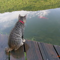 葛莉絲莊園 園貓望魚興嘆