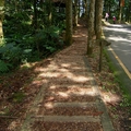 溪頭森林遊樂區 大學池木削步道