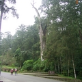 在台灣山上僅存神木、幾乎都是
