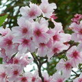 最美的春日時光 ～ ～ 櫻之戀 
這些櫻花是在不同的景點所拍攝的  櫻姿招展
放了 1 6 張與大家分享