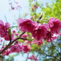 春神來了誰知道 ～ ～ 櫻花