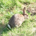 Arthur's Seat 的野兔