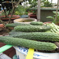 爸媽的屋頂農園 - 好大的小黃瓜