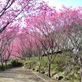 陽明山赏櫻，乍紅的櫻花，人也變的心花怒放了。