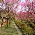 櫻花林的美景，好個人間二月天