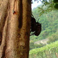 樹上交配的甲蟲