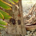 虎頭蜂來鬥甲蟲