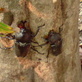 虎頭蜂鬥甲蟲